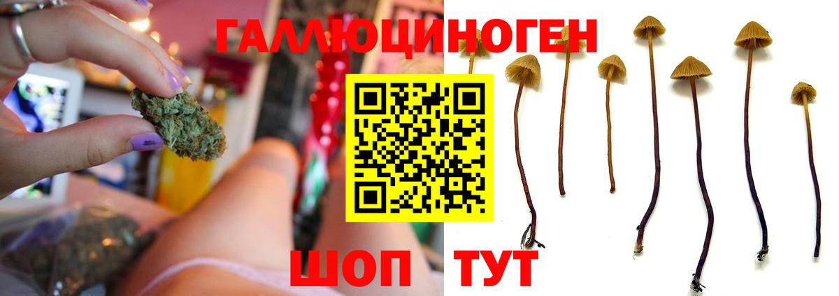 Жуковский  Галлюциногенные грибы ЛСД  наркота  Вход с VPN 
